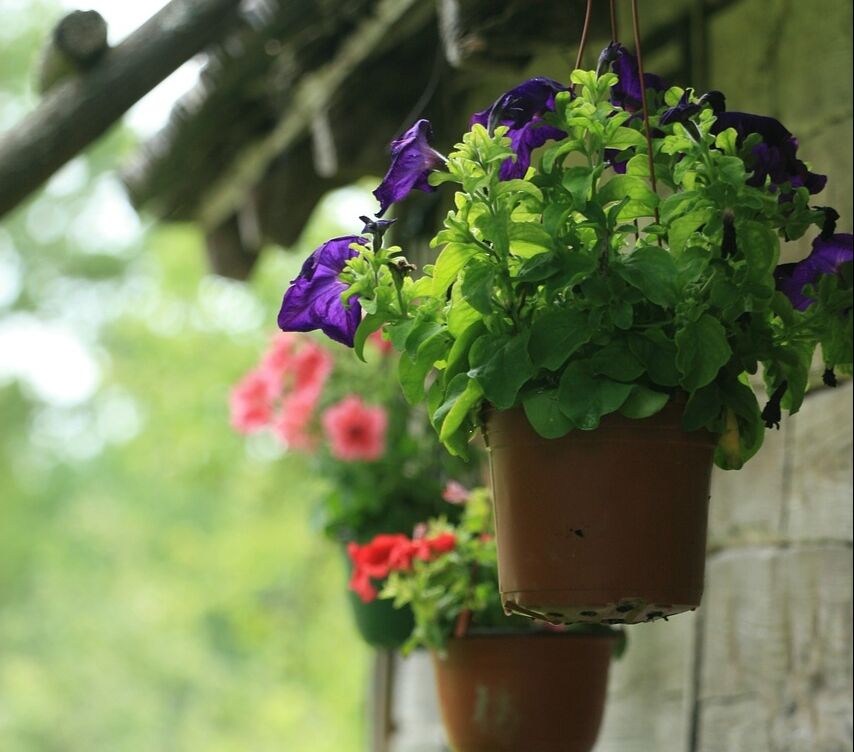 Potted plants